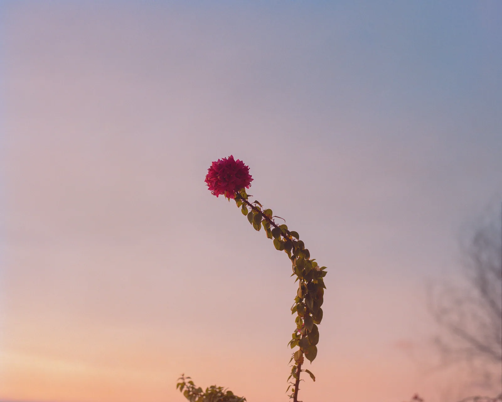 Vung Tau Beachhouse Balcony Sunset Flower