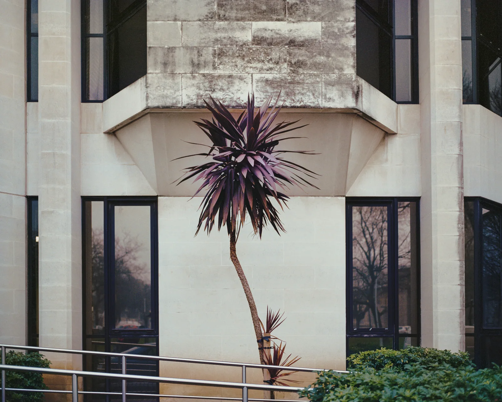 Swansea Dragon Tree