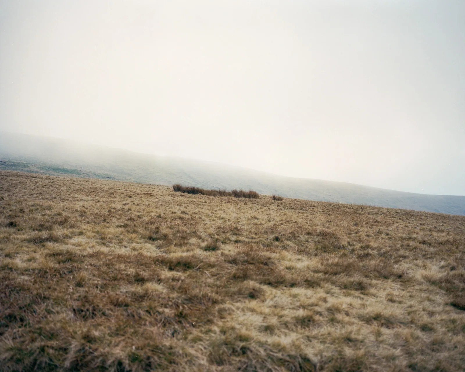 Brecon Beacons Bushes