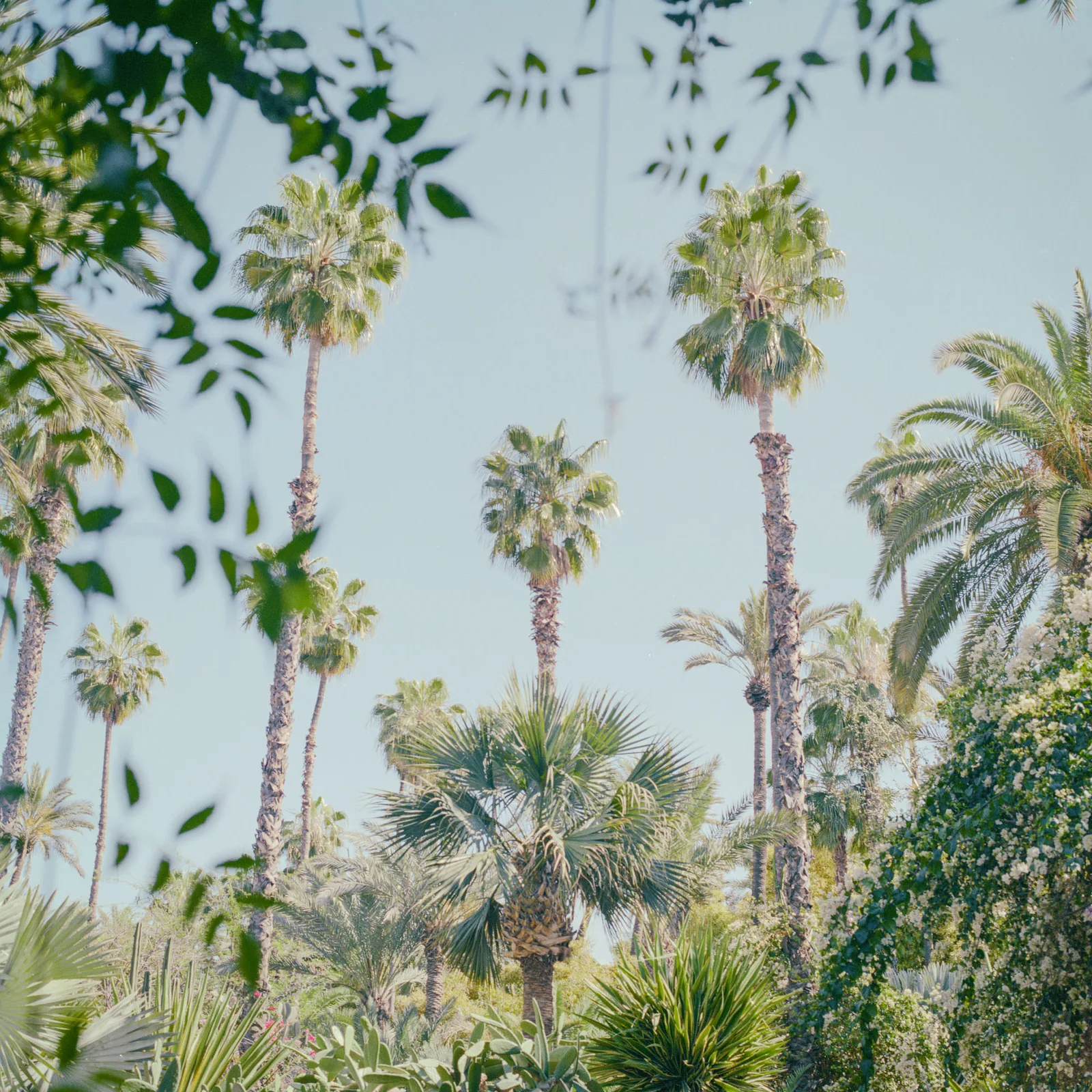 Ysl Palm Trees